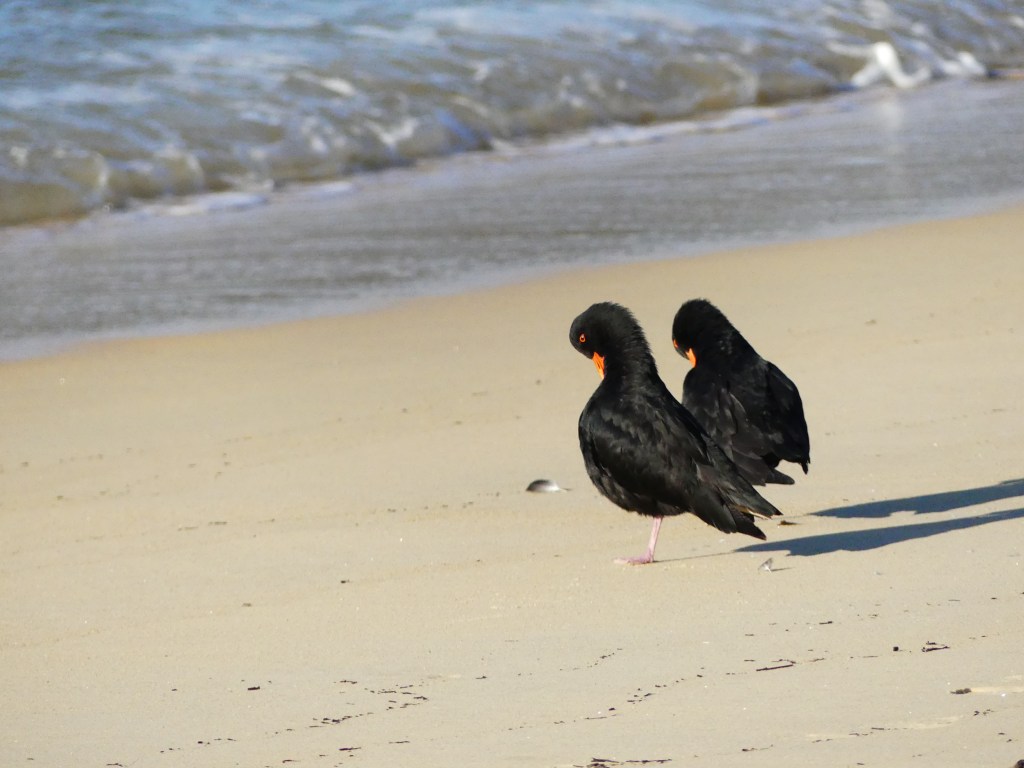 Two oystercatchers with black bodies , orange beaks and eyes, and light pink feet, preen next to each other near lapping waves on a sun-soaked beach. 